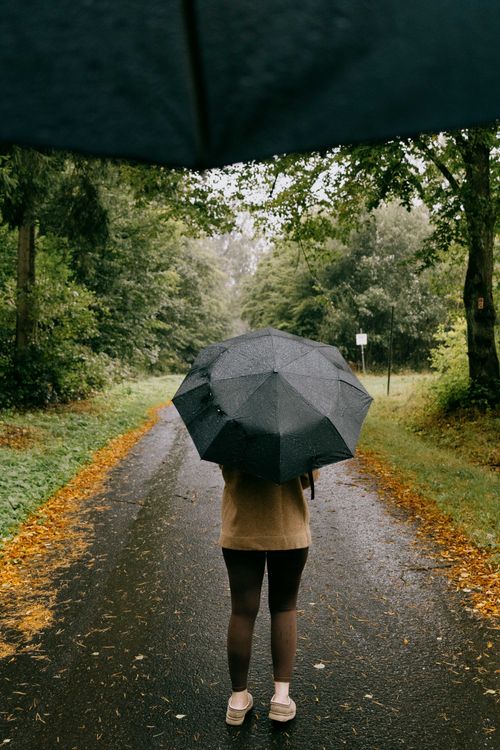 Free Rear view of a person holding an umbrella on a wet path surrounded by lush trees. Stock Photo