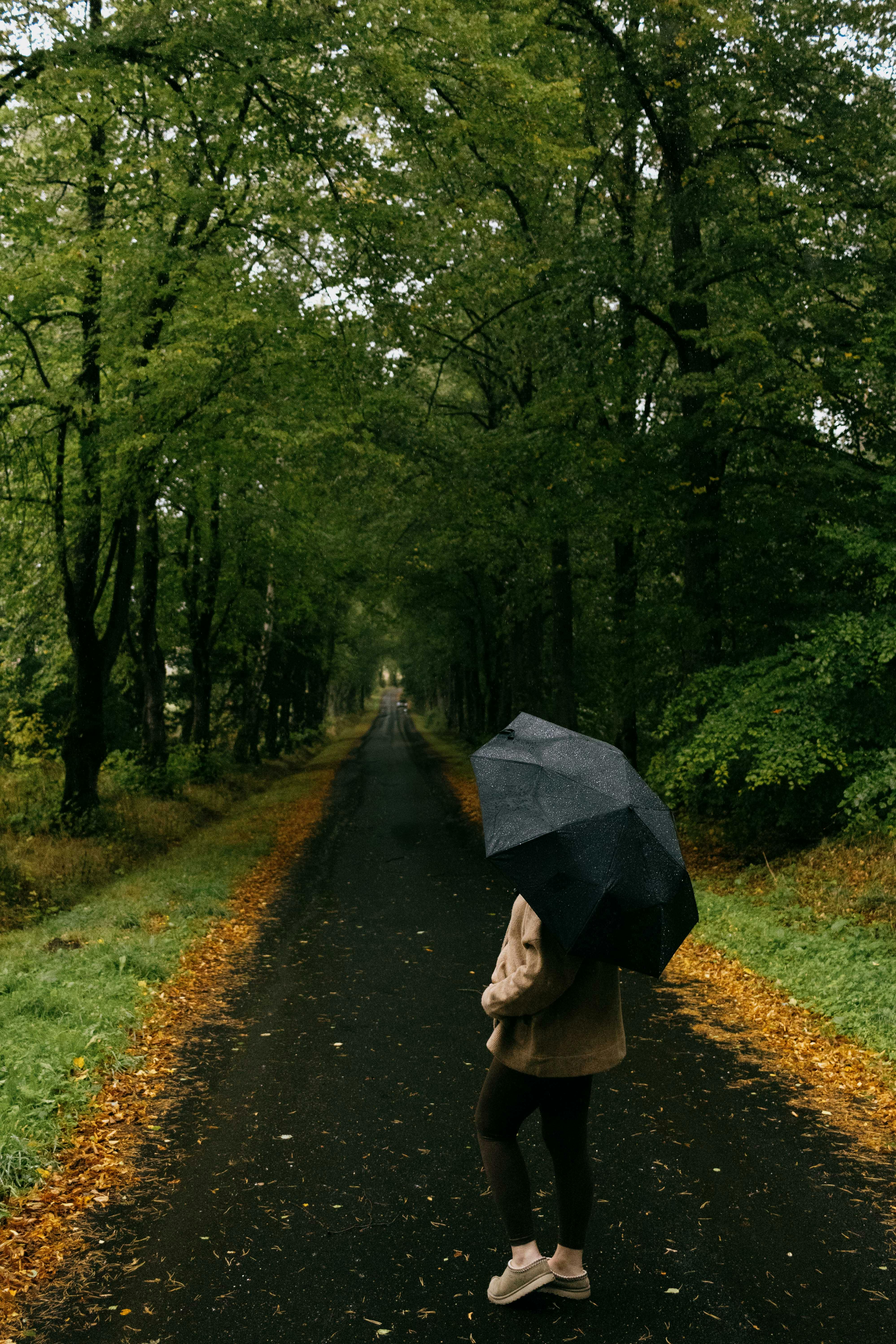 Why Do Dogs Have Wet Noses? Discover This Fascinating Truth! 8 What Weather Changes Mean for Your Dog's Nose: Wet Noses and Seasonal Health Tips