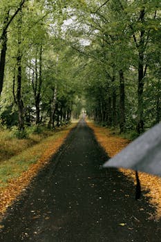 A long, tranquil forest road framed by lush trees and autumn leaves, captured on a rainy day.
