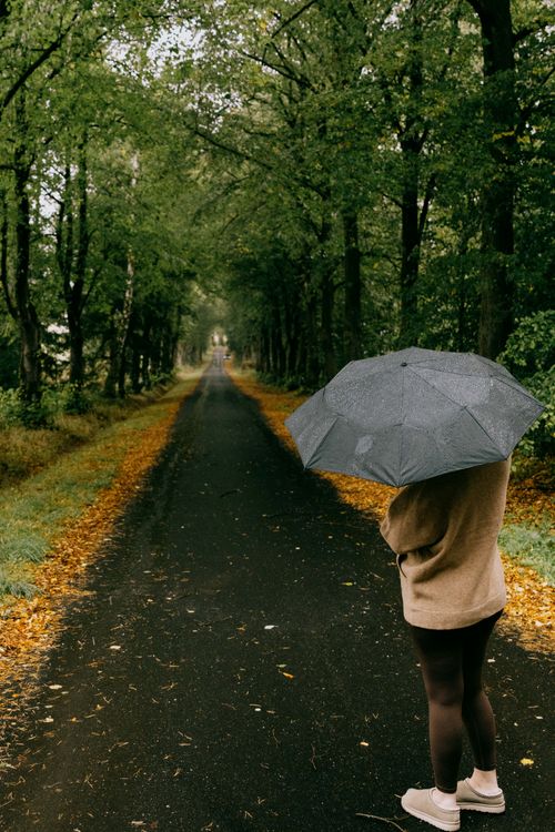 Free A woman holding an umbrella walks down a scenic, rainy forest path lined with trees and autumn leaves. Stock Photo