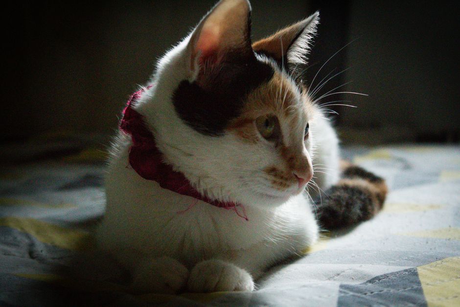 A calico cat wearing a pink scarf rests peacefully on a patterned blanket, captured in soft lighting.