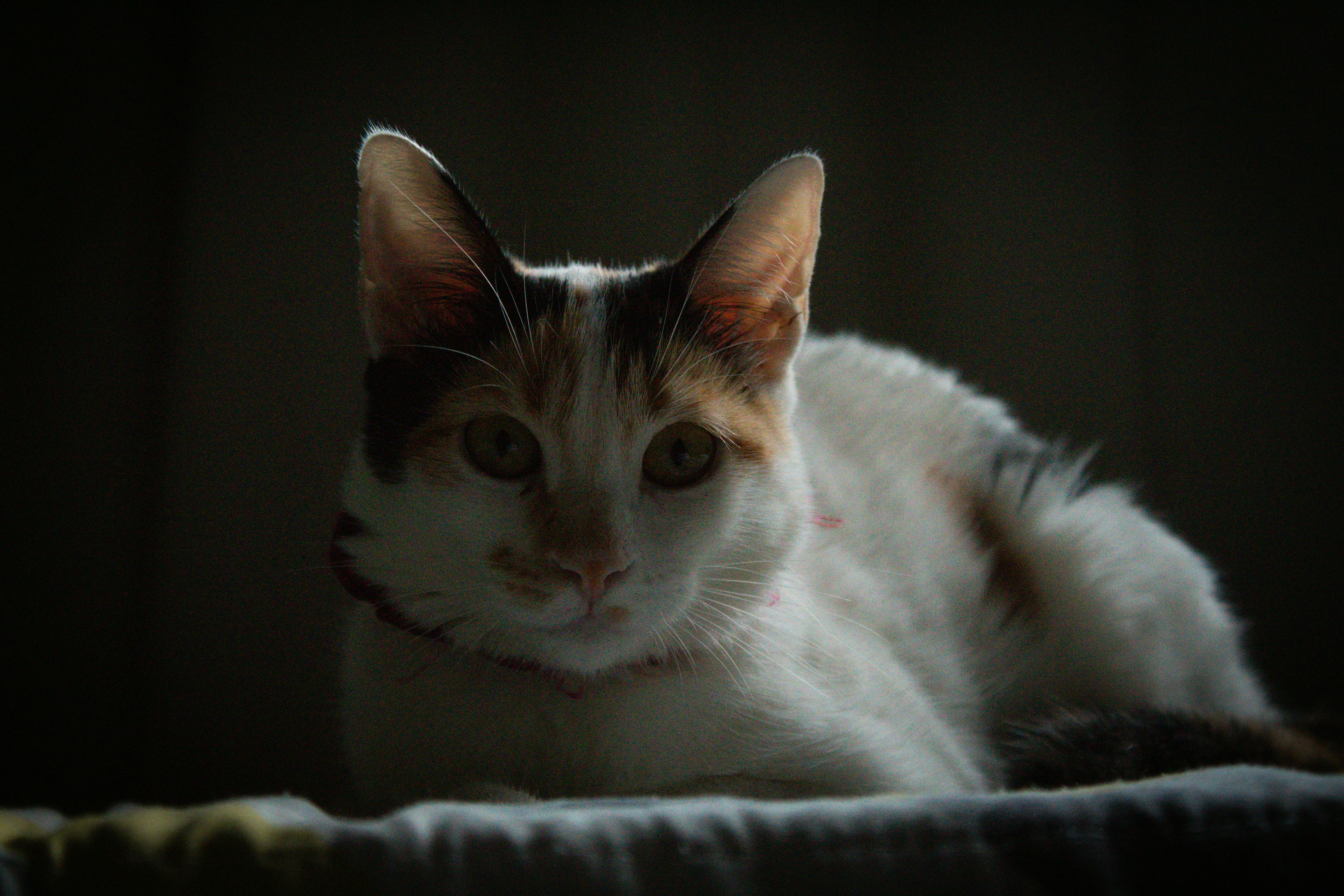 pet care, pet health, pet safety, pet grooming — Photo by Havanna  Sousa on Pexels