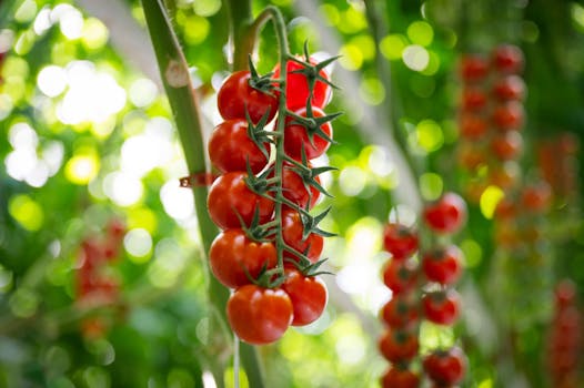 Cluster of ripe cherry tomatoes hanging in a lush greenhouse in Szeged, Hungary.