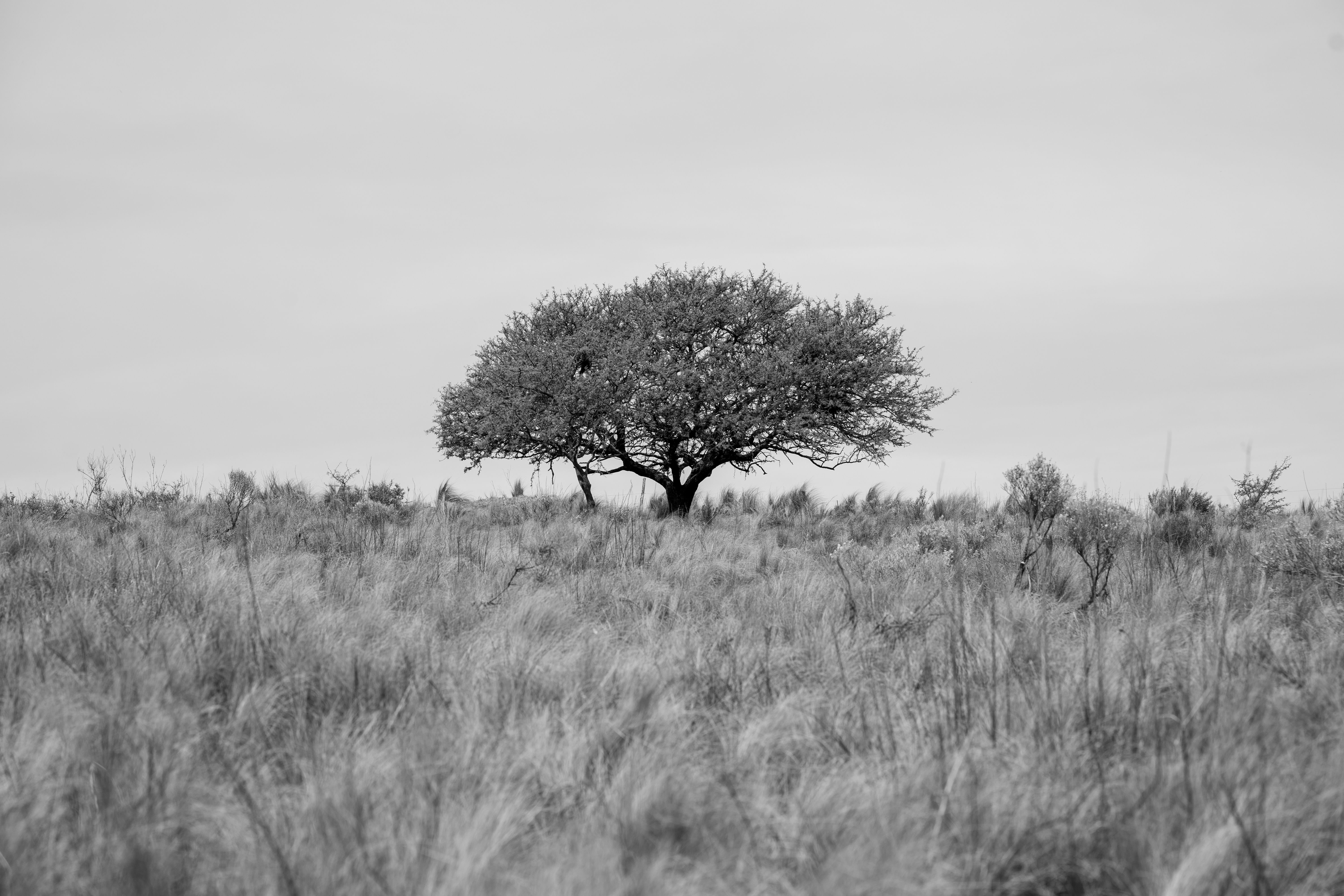 Solitary tree in cordoba s open fields, The Gambia
