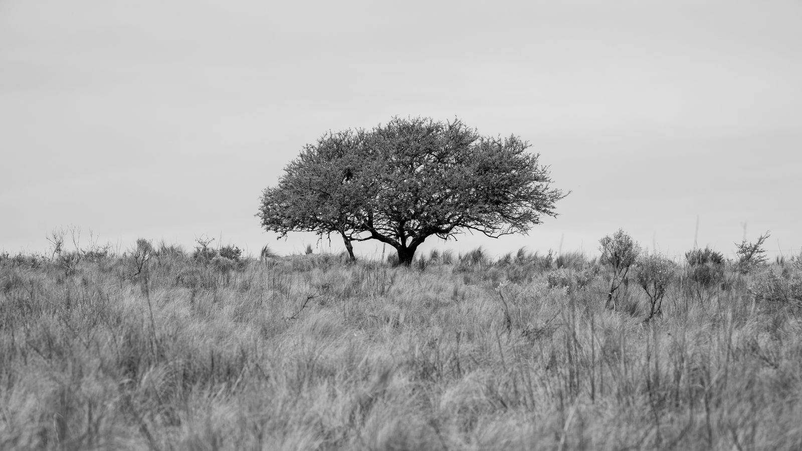 Solitary tree in cordoba s open fields, The Gambia