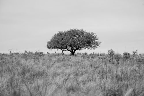 Free A lone tree stands in the vast open fields of Córdoba, Argentina, under a gray sky. Stock Photo