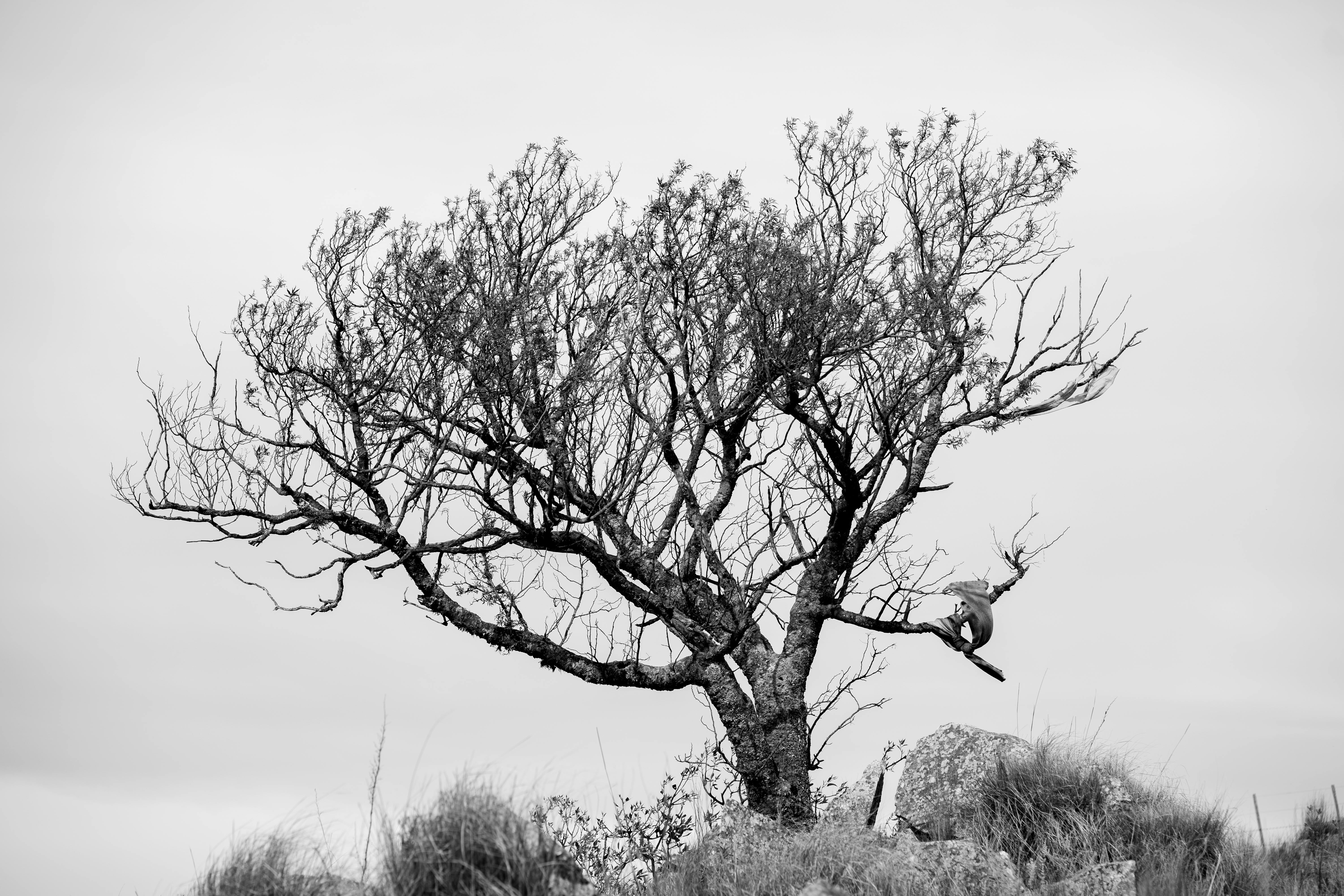 Gratis Dramatisk sort-hvid scene af et enkeltstående træ i Córdoba, Argentina, med en fugl på siddepladsen. Lagerfoto