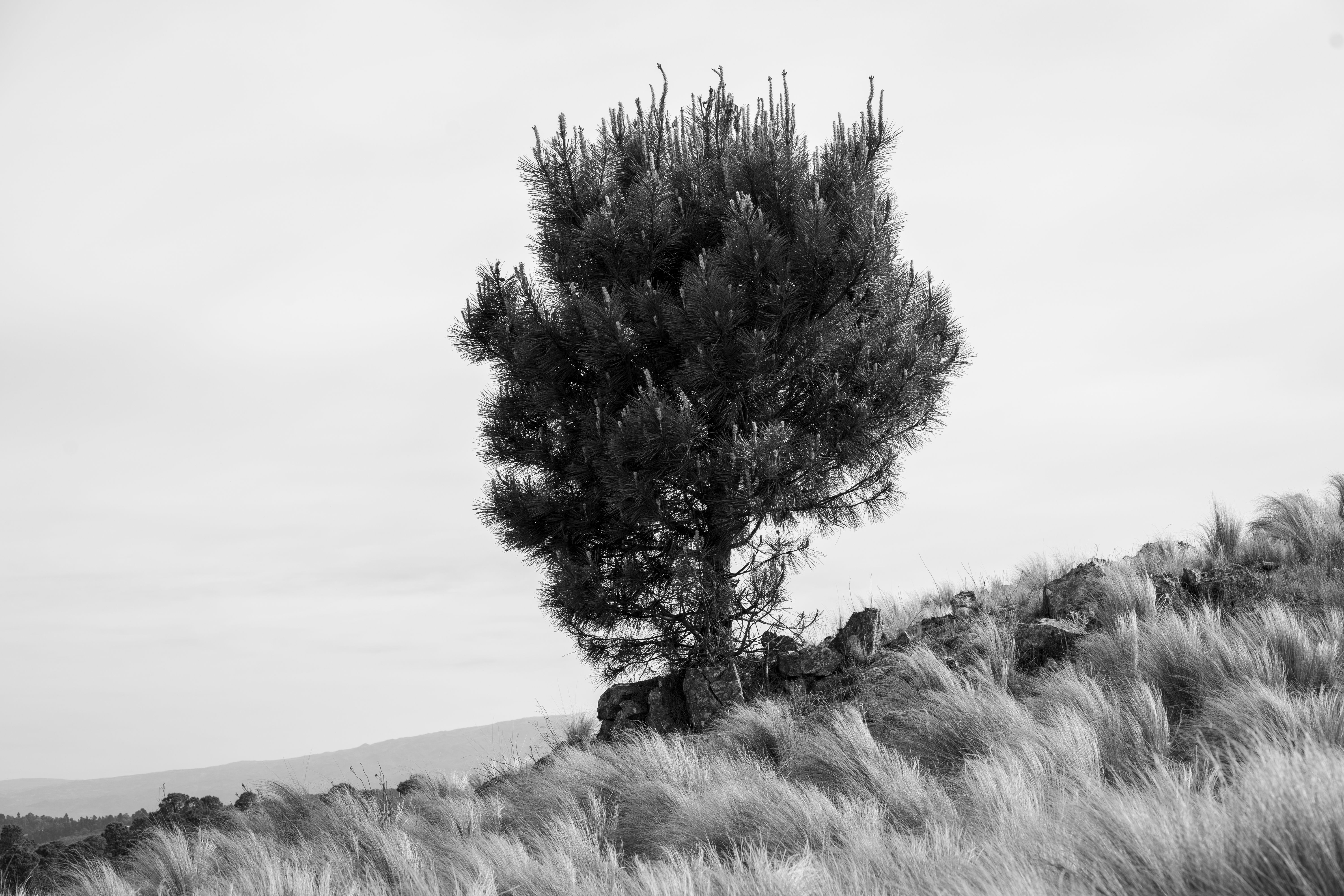 Lone Pine — Lone Pine