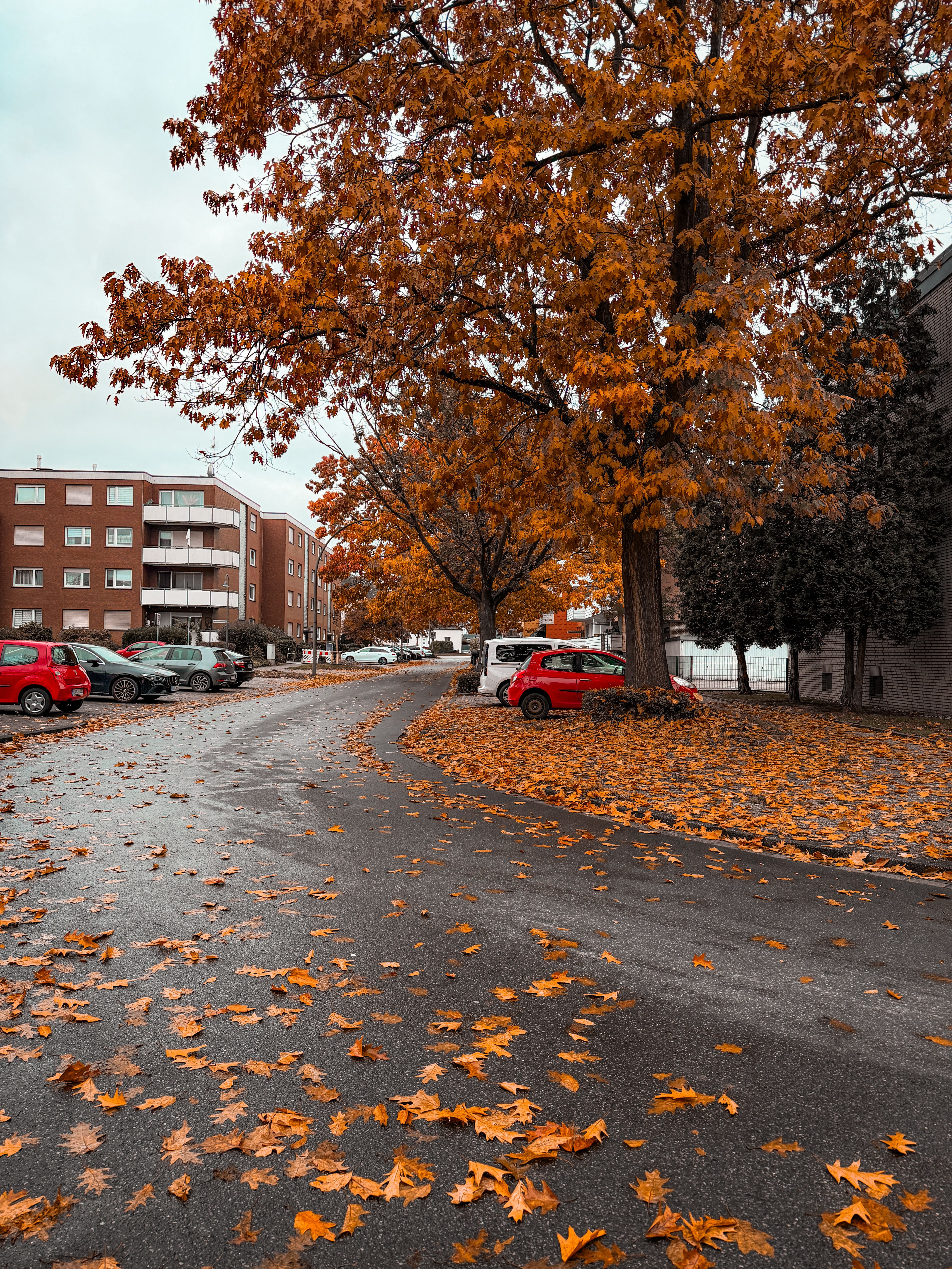 Autumn Street Scene with Fallen Leaves · Free Stock Photo