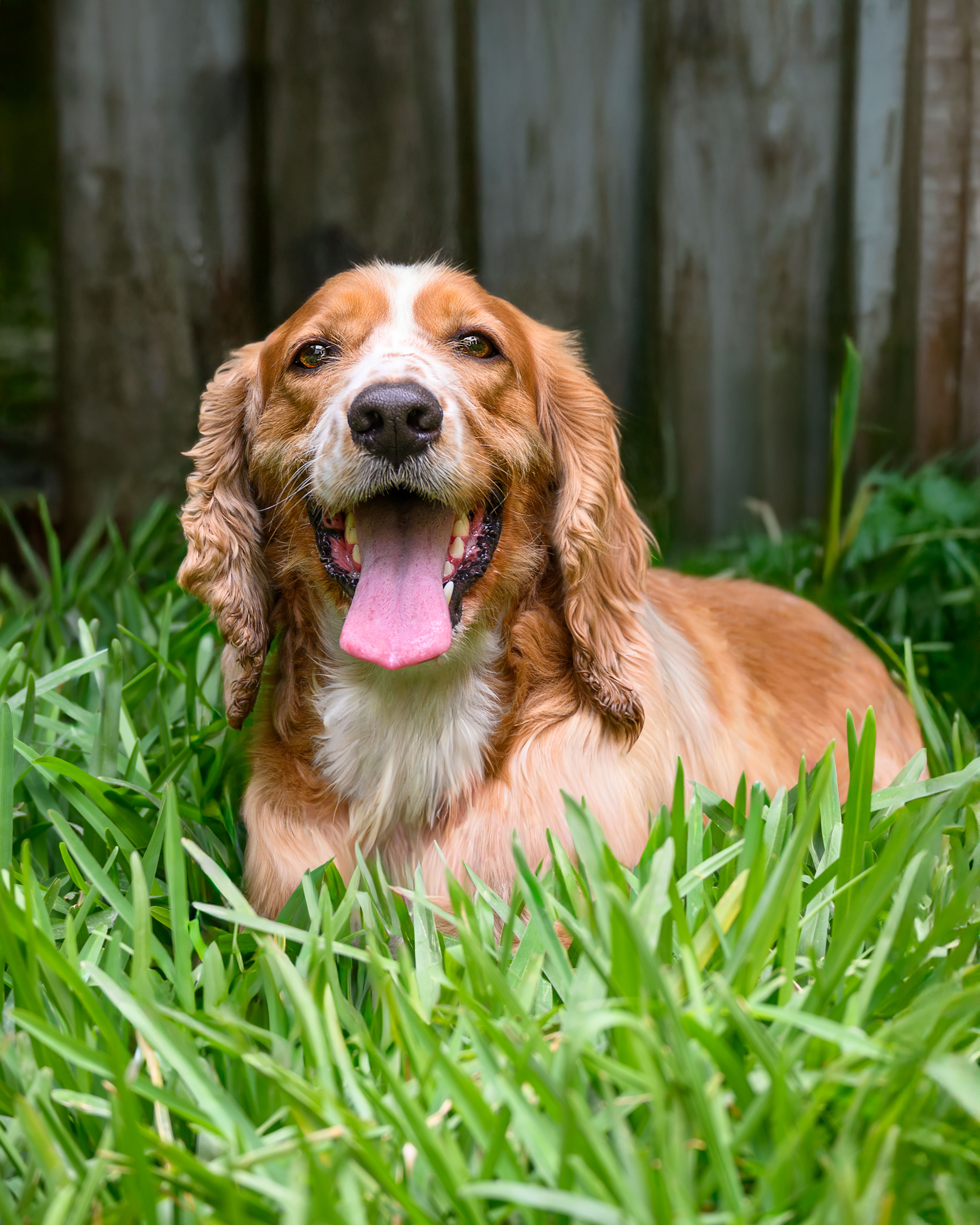 Happy Cocker Spaniel Dog in Grass Outdoors · Free Stock Photo