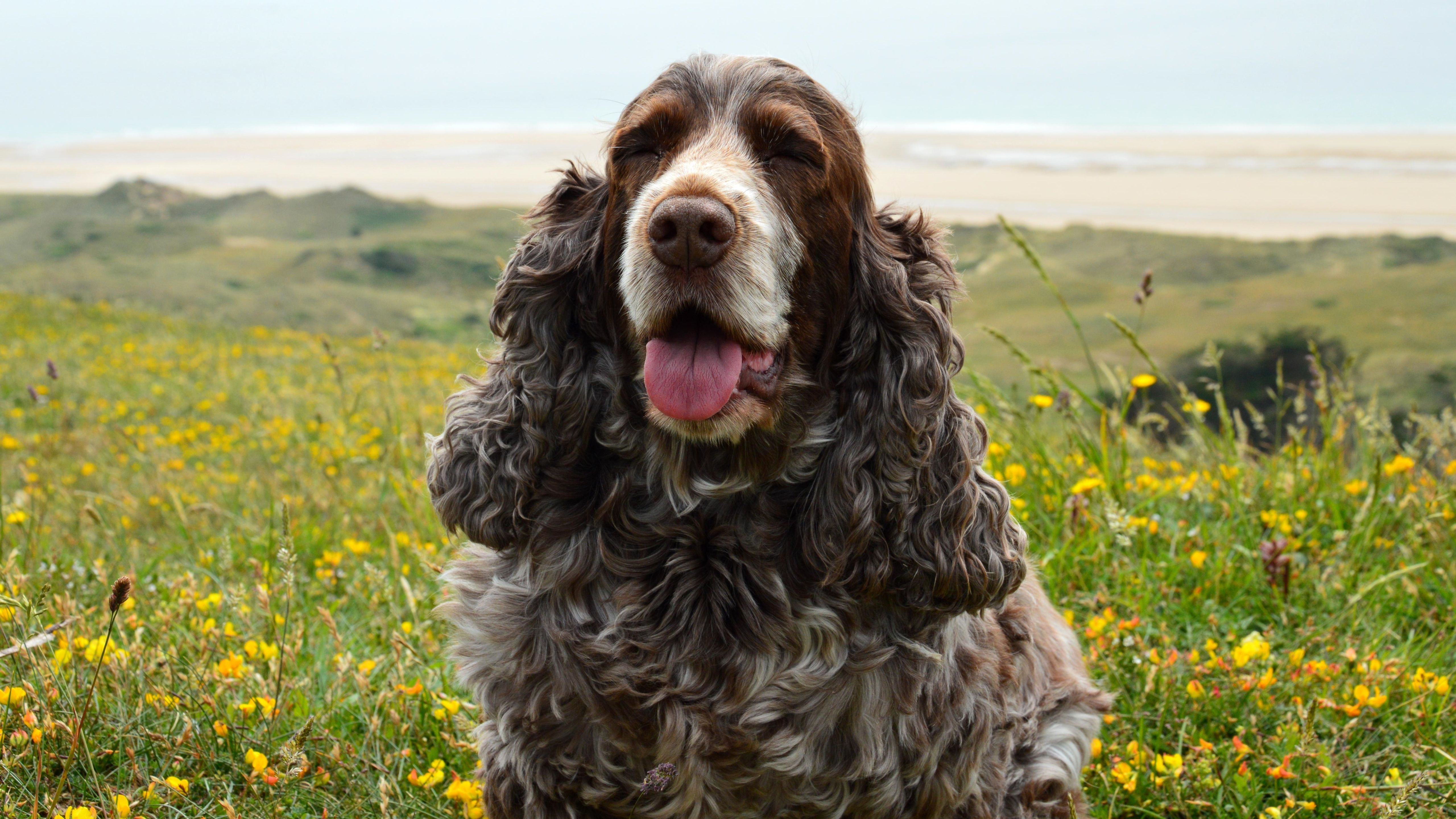 Happy Spaniel on a Normandy Hilltop · Free Stock Photo