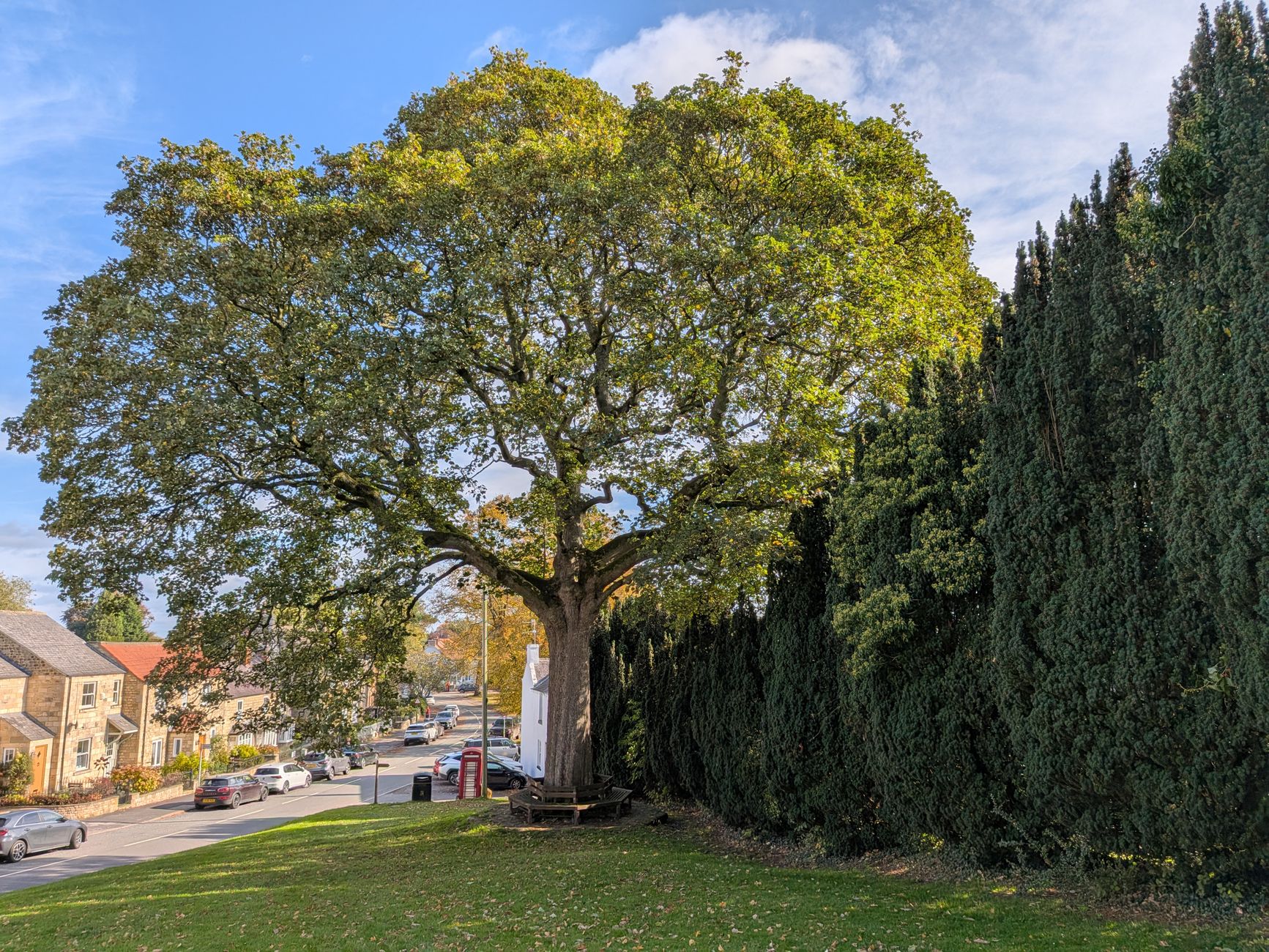 English Oak