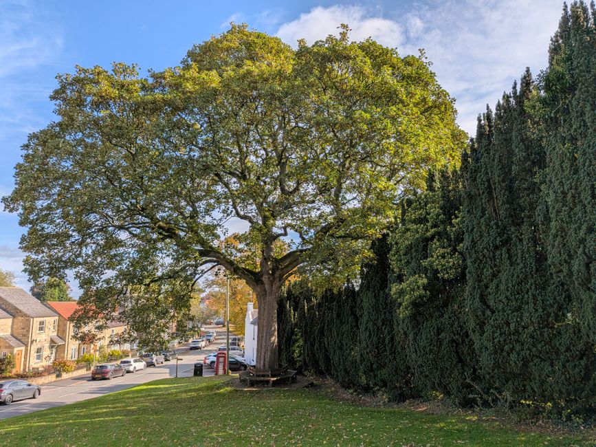 suburban street large tree