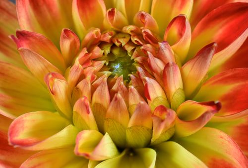 Free Vivid macro photograph of a radiant dahlia flower showcasing its vibrant colors and intricate petals. Stock Photo