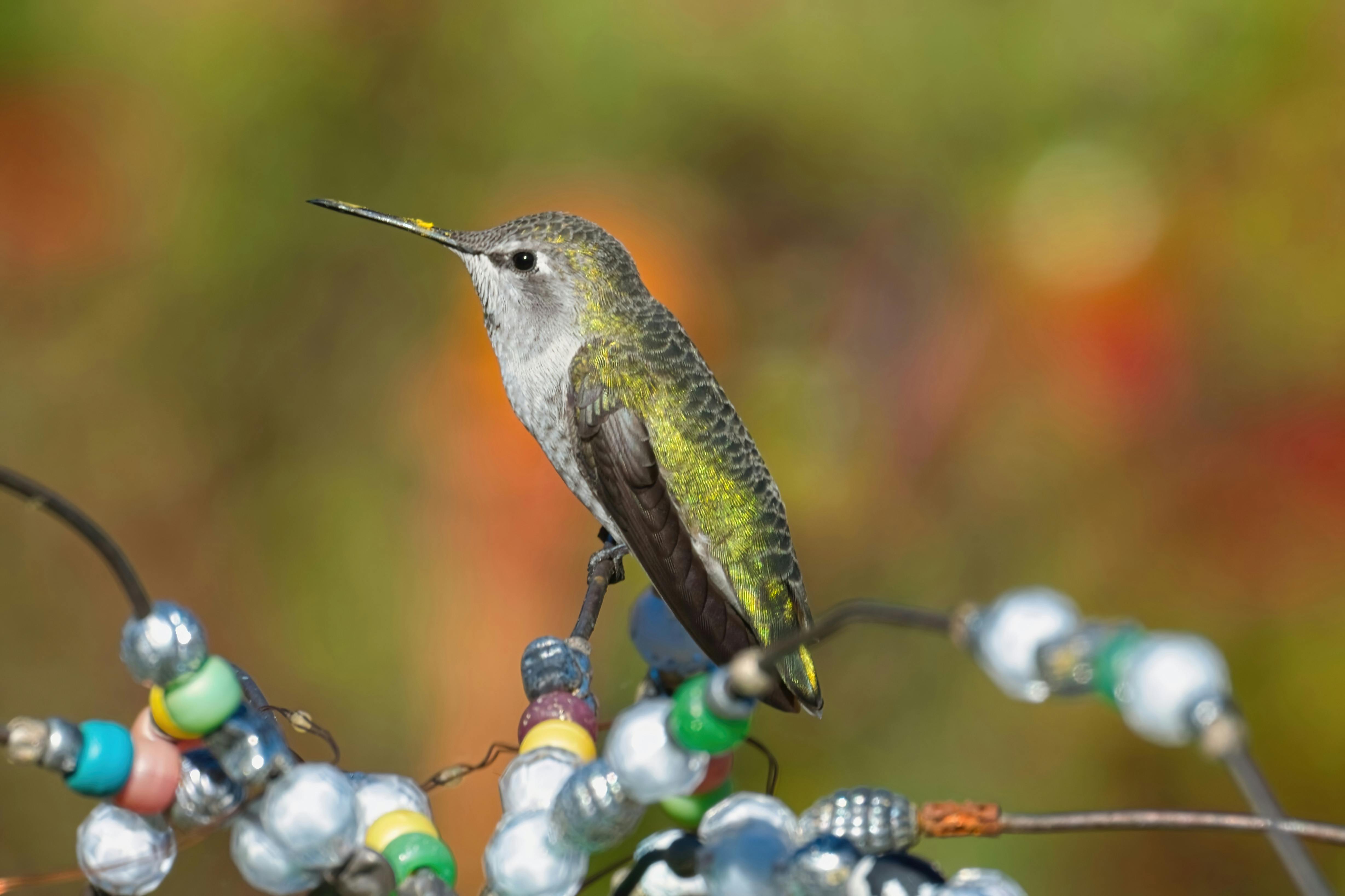 Jardinería para Atraer y Conservar Colibríes