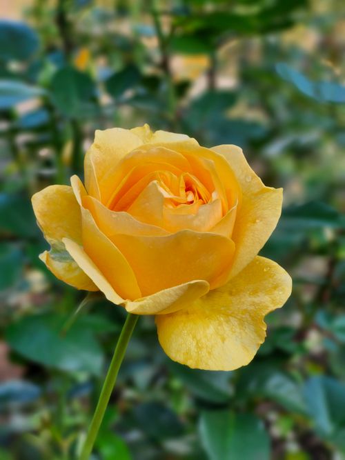 Free A close-up of a vibrant yellow rose in full bloom with dewdrops. Captured outdoors in a Toronto garden. Stock Photo