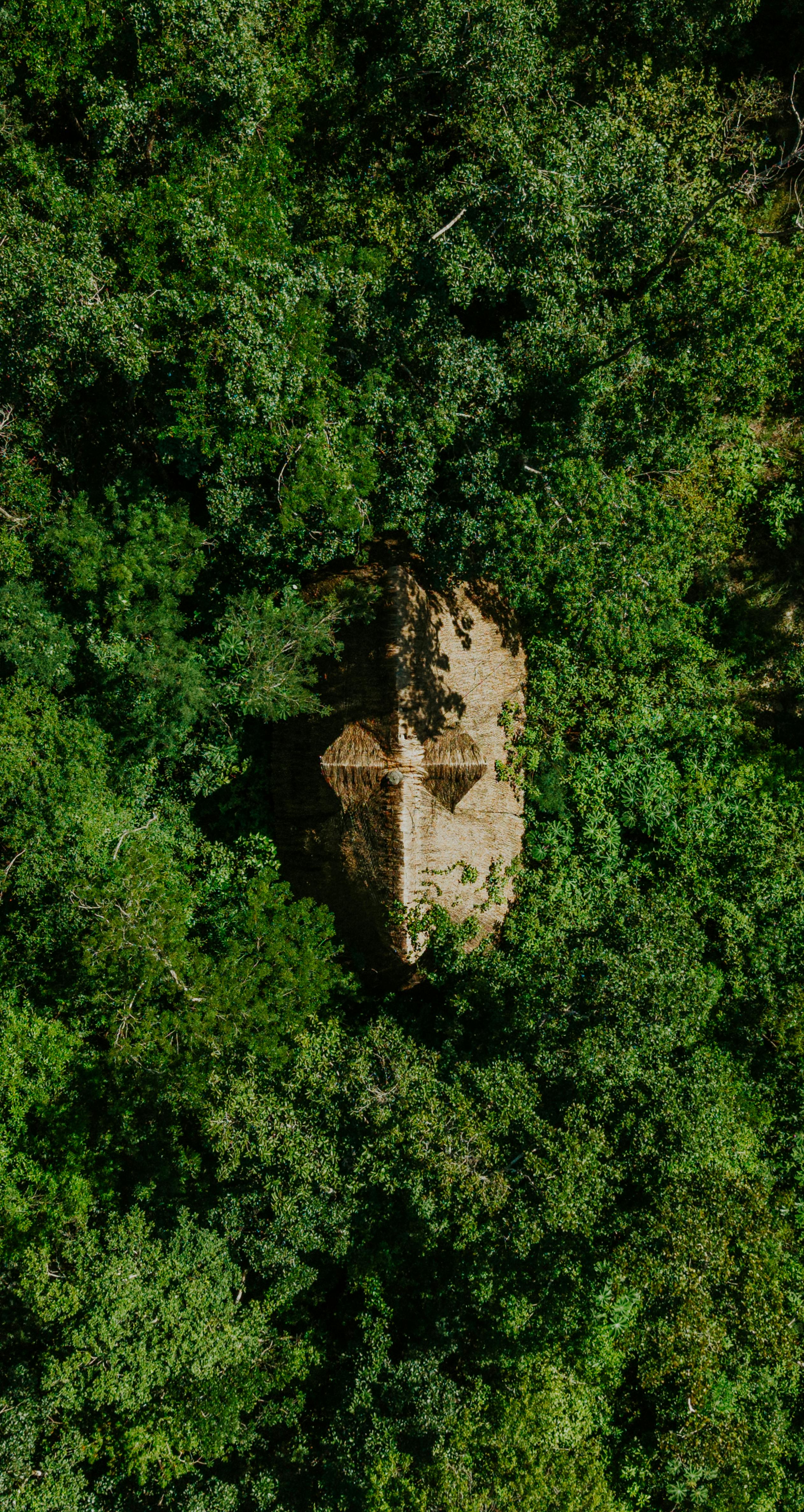 Gratis Toma aérea de una choza de bambú rodeada de un exuberante bosque verde, que evoca una sensación de aislamiento y armonía con la naturaleza. Foto de stock