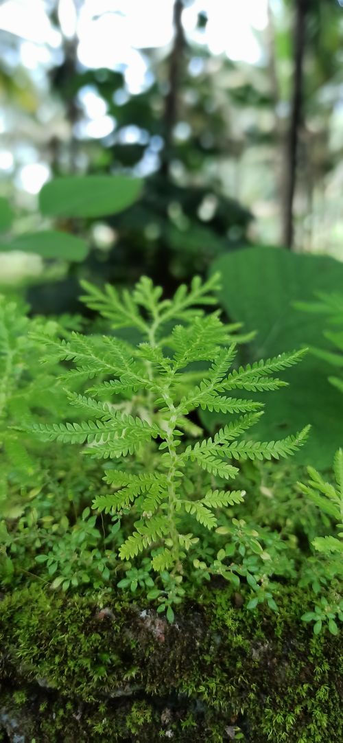 Free Leaf 🍀 Stock Photo