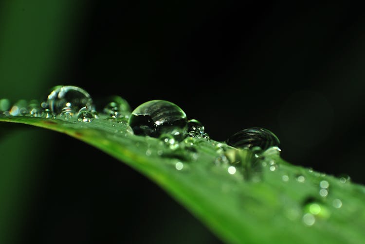 Macro Photography Of Droplets Of Water On Linear Leaf