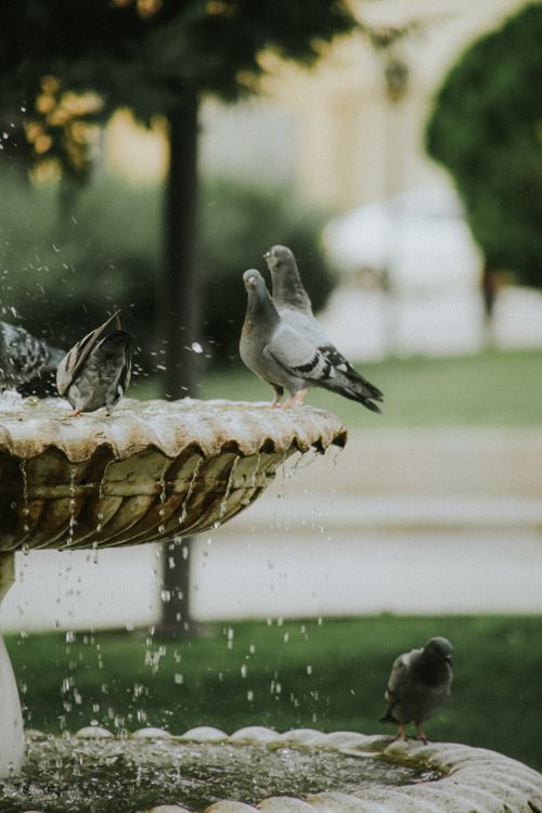 Free Pigeons perched on a stone fountain in an outdoor park scene, capturing nature's serenity. Stock Photo