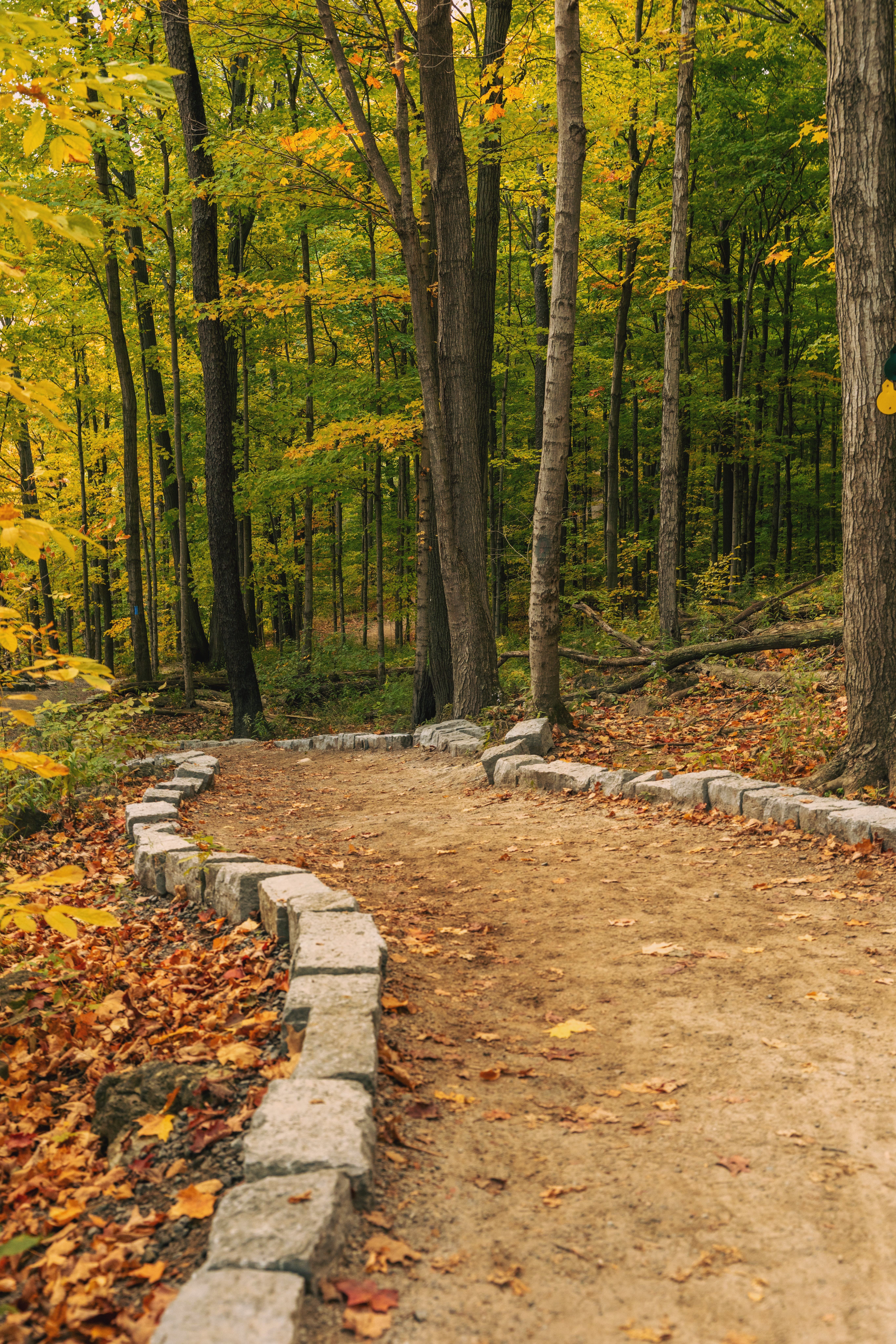 Scenic Autumn Forest Path with Vibrant Foliage · Free Stock Photo