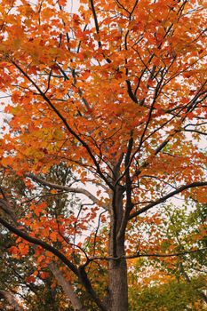 Captivating orange autumn leaves on a maple tree in a serene outdoor setting.