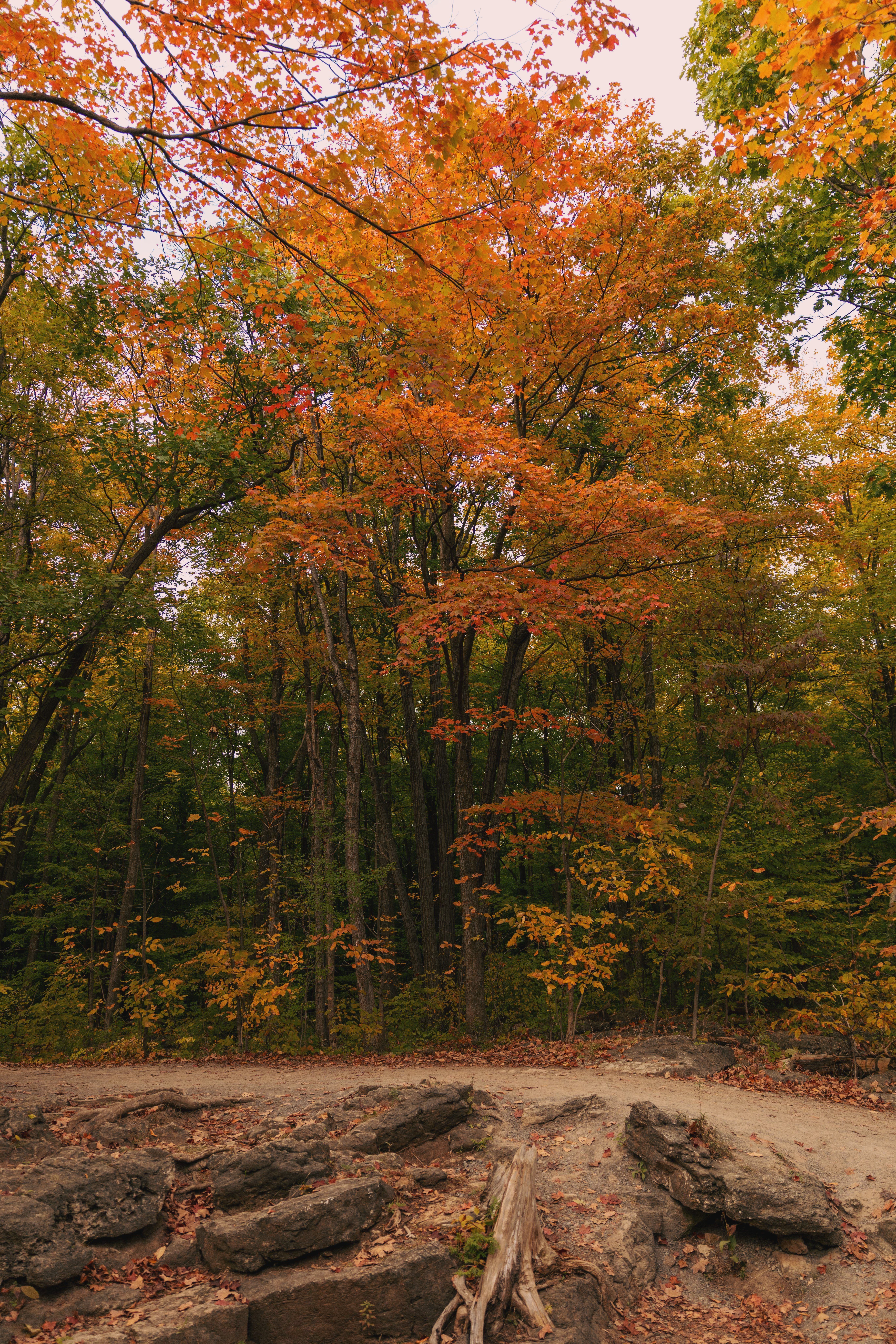 Autumn Forest Scene with Vibrant Foliage · Free Stock Photo