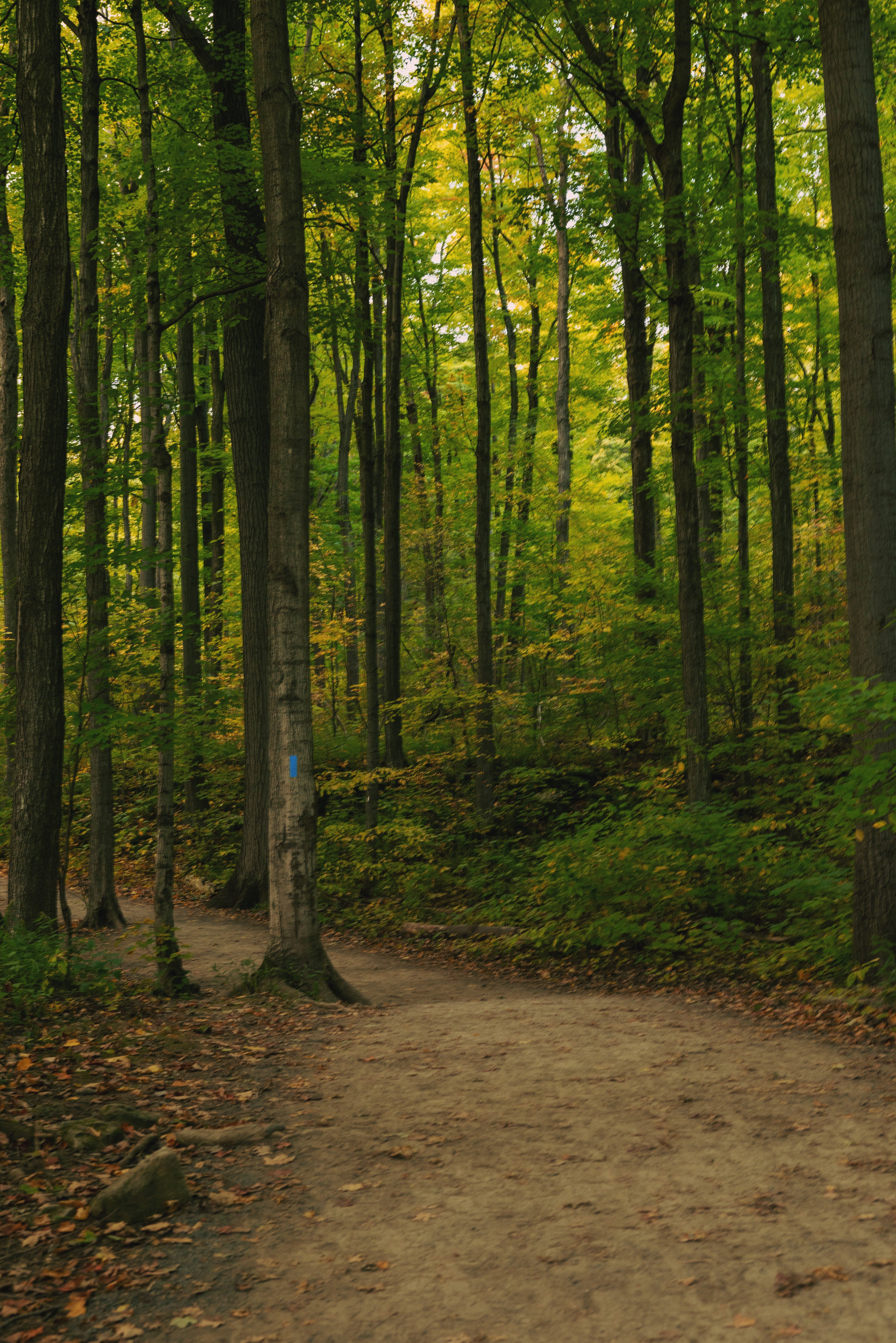 Serene Forest Pathway in Lush Green Woods · Free Stock Photo