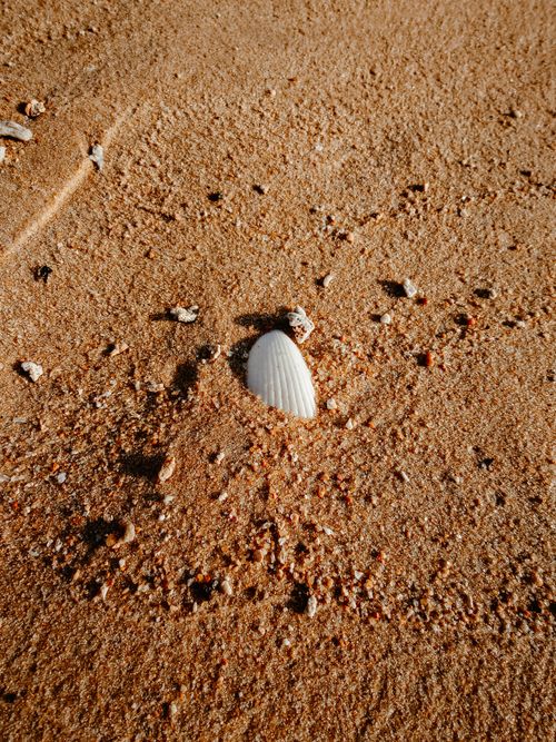 Free A lone seashell resting on the golden sands of Tioman Island, Malaysia. Stock Photo