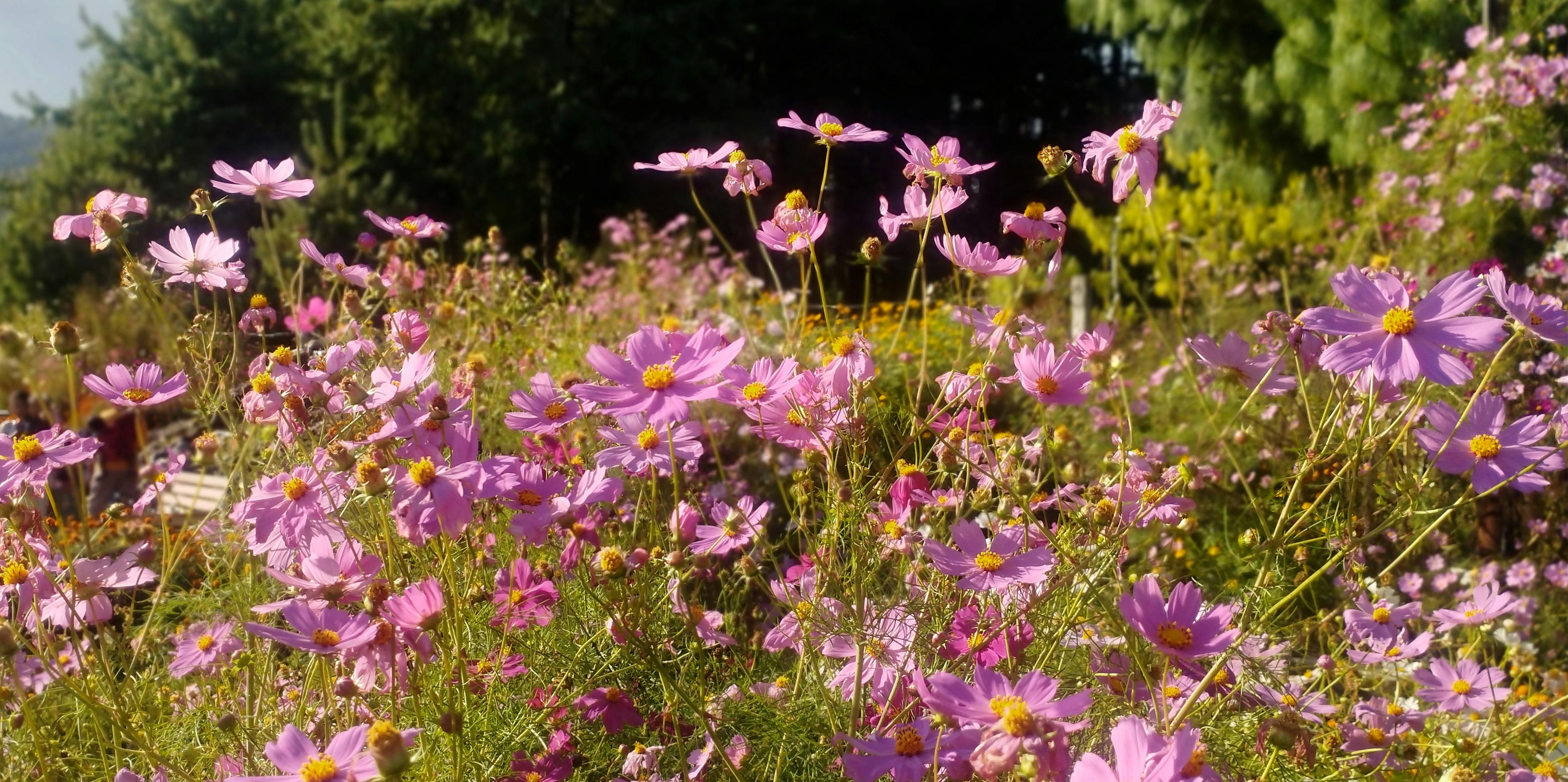 Bright pink cosmos flowers bathed in sunlight in Ziro, showcasing natural beauty and vibrant blooms.