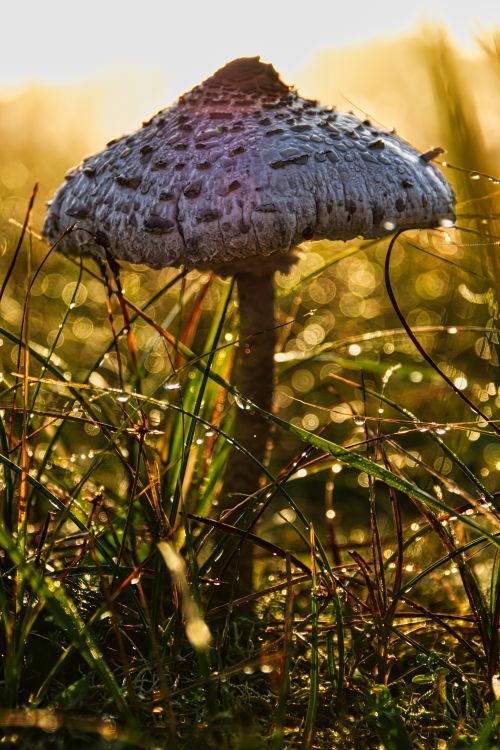 Free A close-up of a wild mushroom surrounded by dew drops in a sunlit field, capturing the beauty of nature. Stock Photo