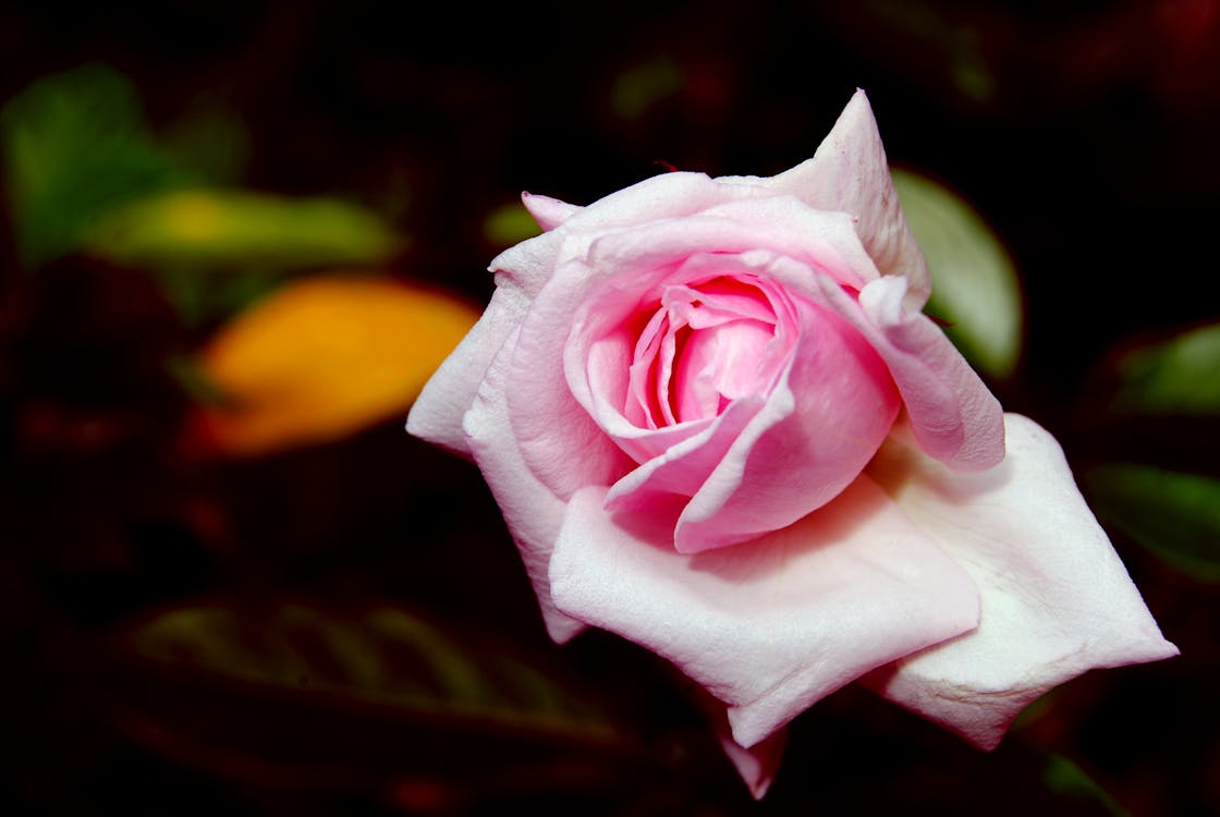 бесплатная Крупным планом фото розового цветка розы Стоковое фото