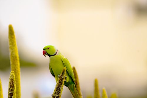 Free Green parakeet perched among tall spikes, showcasing vibrant colors and natural elegance. Stock Photo