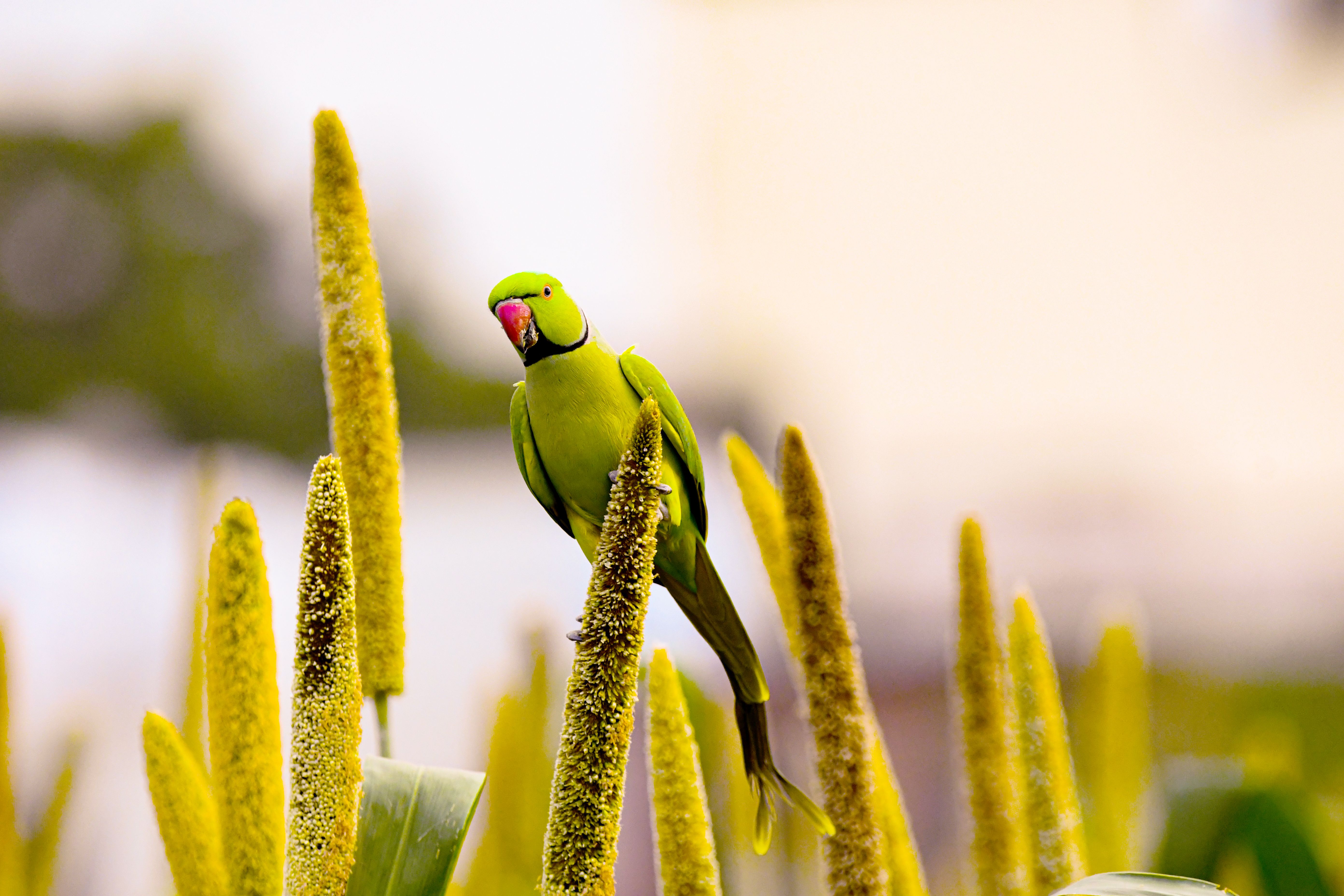 Foxtail Millet