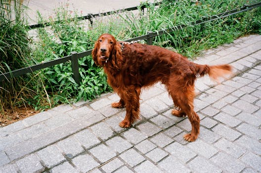 A leashed Irish Setter standing on a Parisian walkway, vibrant and alert.