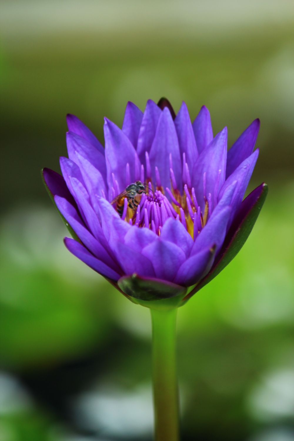 Close-Up of Purple Water Lily with Bee · Free Stock Photo