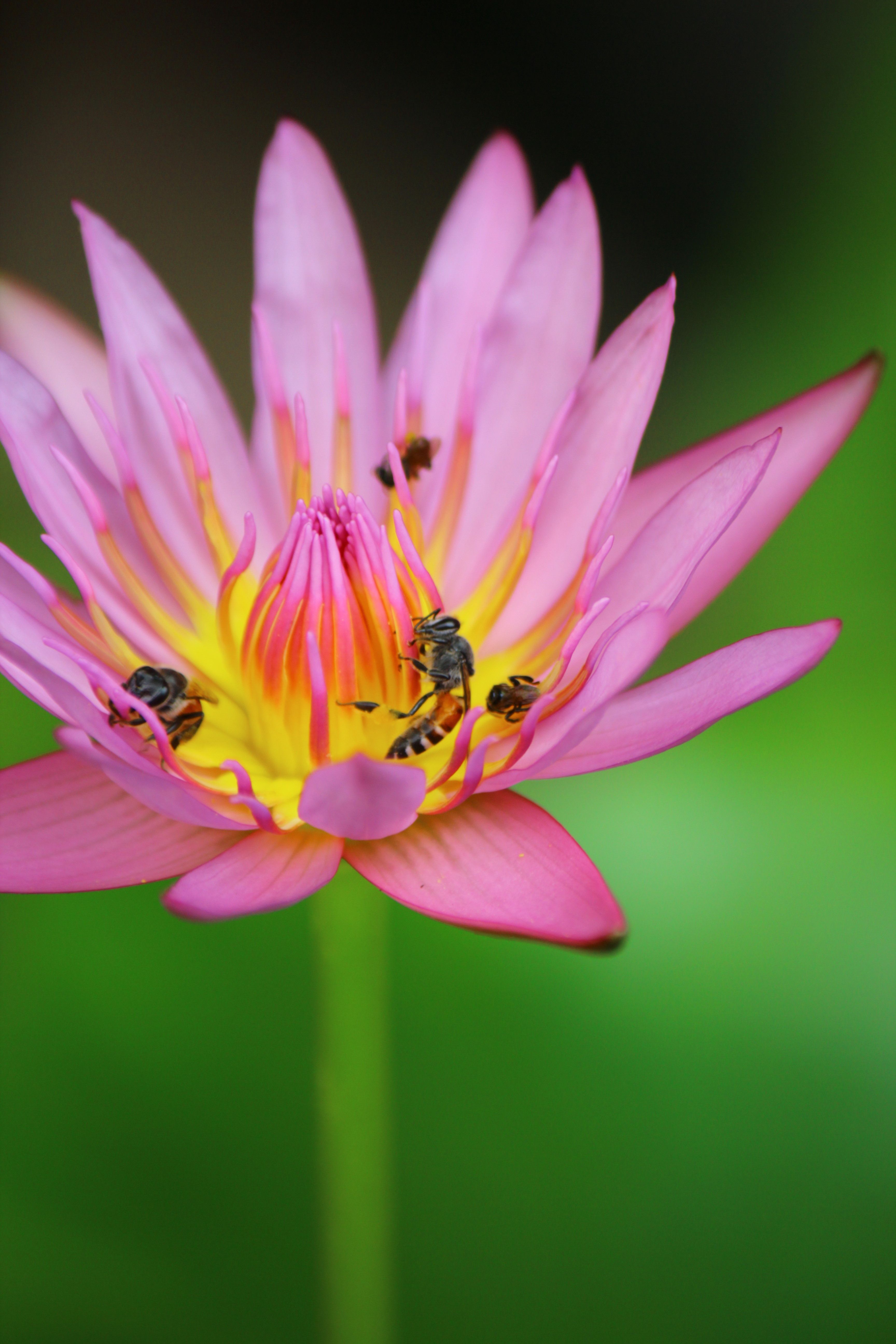 Close-Up of Pink Water Lily with Bees Collecting Pollen · Free Stock Photo