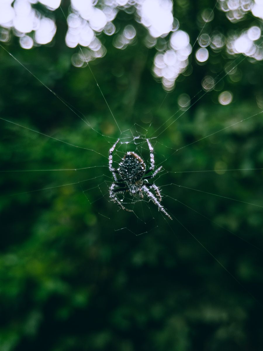 Macro photograph of an insect on a web, representing wood-damaging pest activity