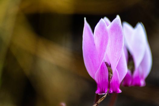Vibrant cyclamen flowers blooming with a blurred natural background.