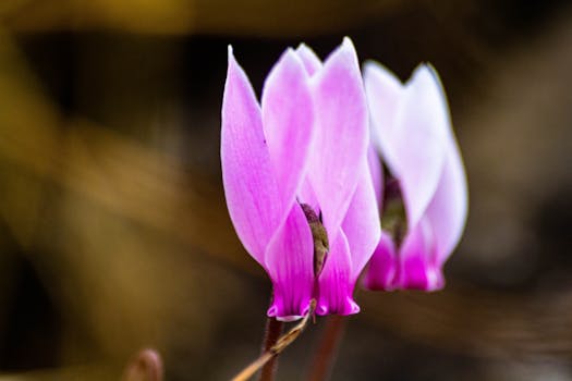 Vibrant cyclamen flowers showcasing delicate pink petals in a natural setting.