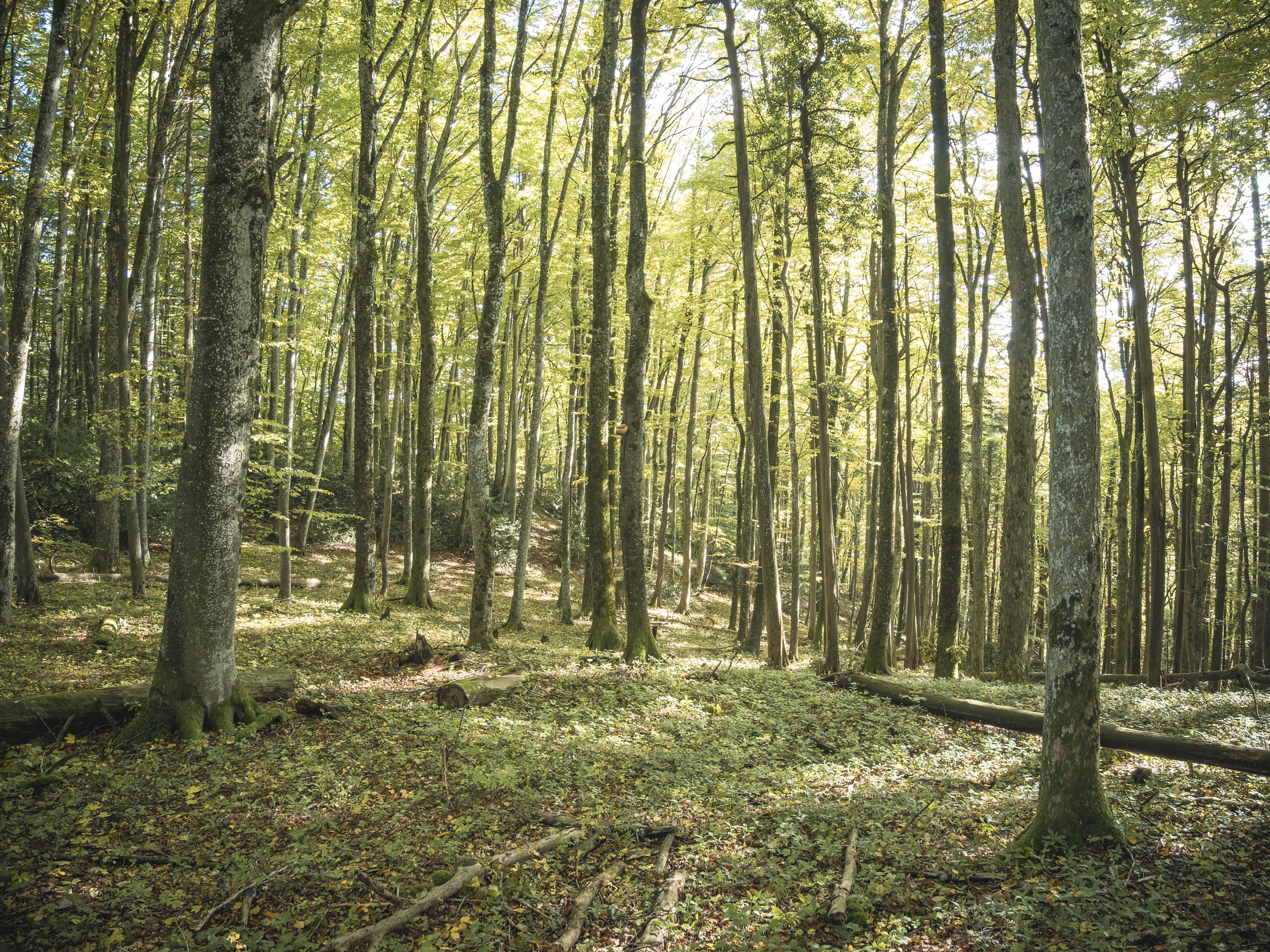 Serene Forest Scene with Sunlit Trees · Free Stock Photo
