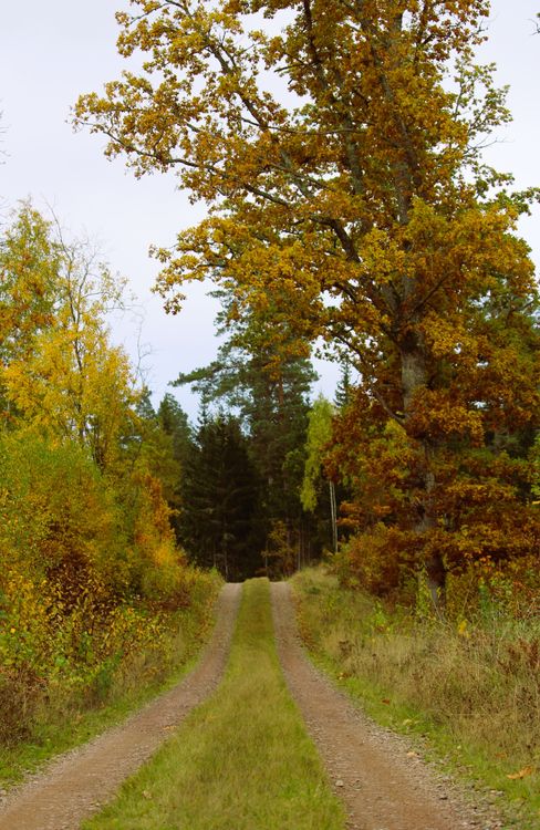 Colorful Tree Path Scenic Autumn Forest Path Lined with Colorful Trees · Free Stock Photo