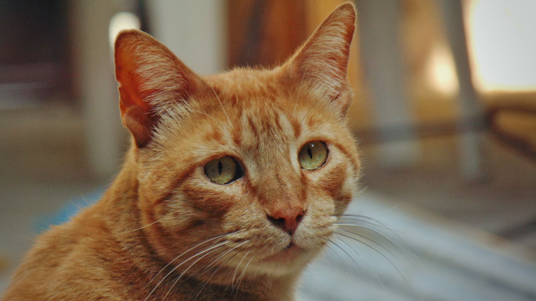 Healthcare and wellness consultation for a cat
