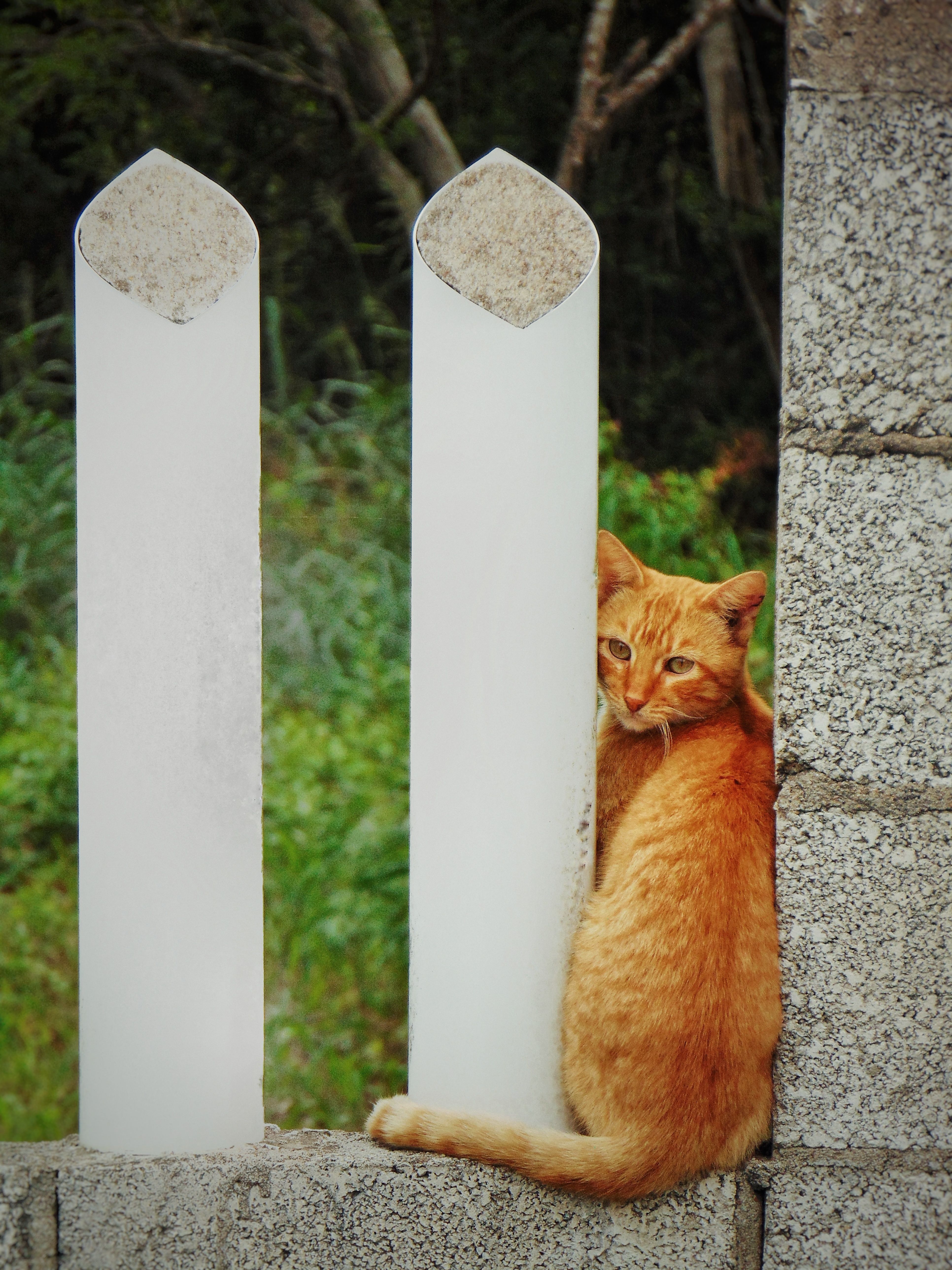 Smurf Cat Photos, Download The BEST Free Smurf Cat Stock Photos & HD Images