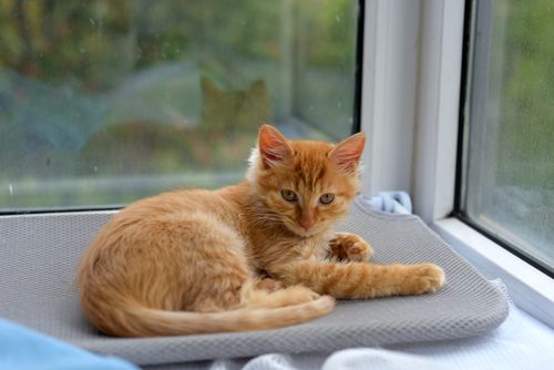 Free Charming ginger kitten lounging comfortably on a cozy window sill, enjoying a peaceful day indoors. Stock Photo