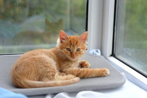 Free A cute ginger kitten lounging comfortably on a mat by a bright window indoors. Stock Photo