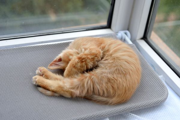 Ginger Kitten by the Window jigsaw puzzle