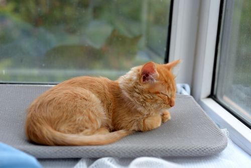Free A serene ginger cat curls up for a nap by a sunlit window, exuding warmth and tranquility. Stock Photo