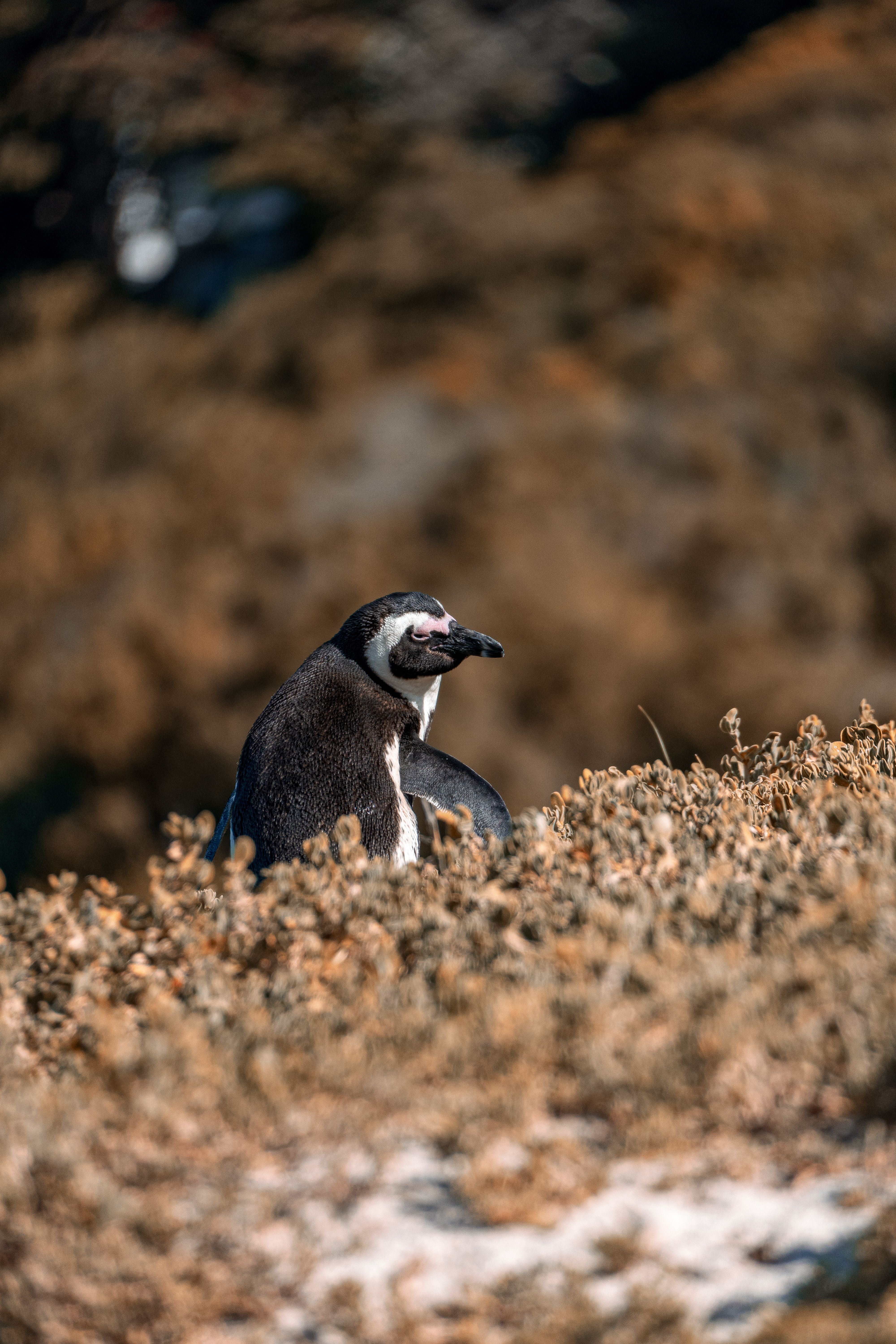 Close-Up of Magellanic Penguin in Natural Habitat · Free Stock Photo