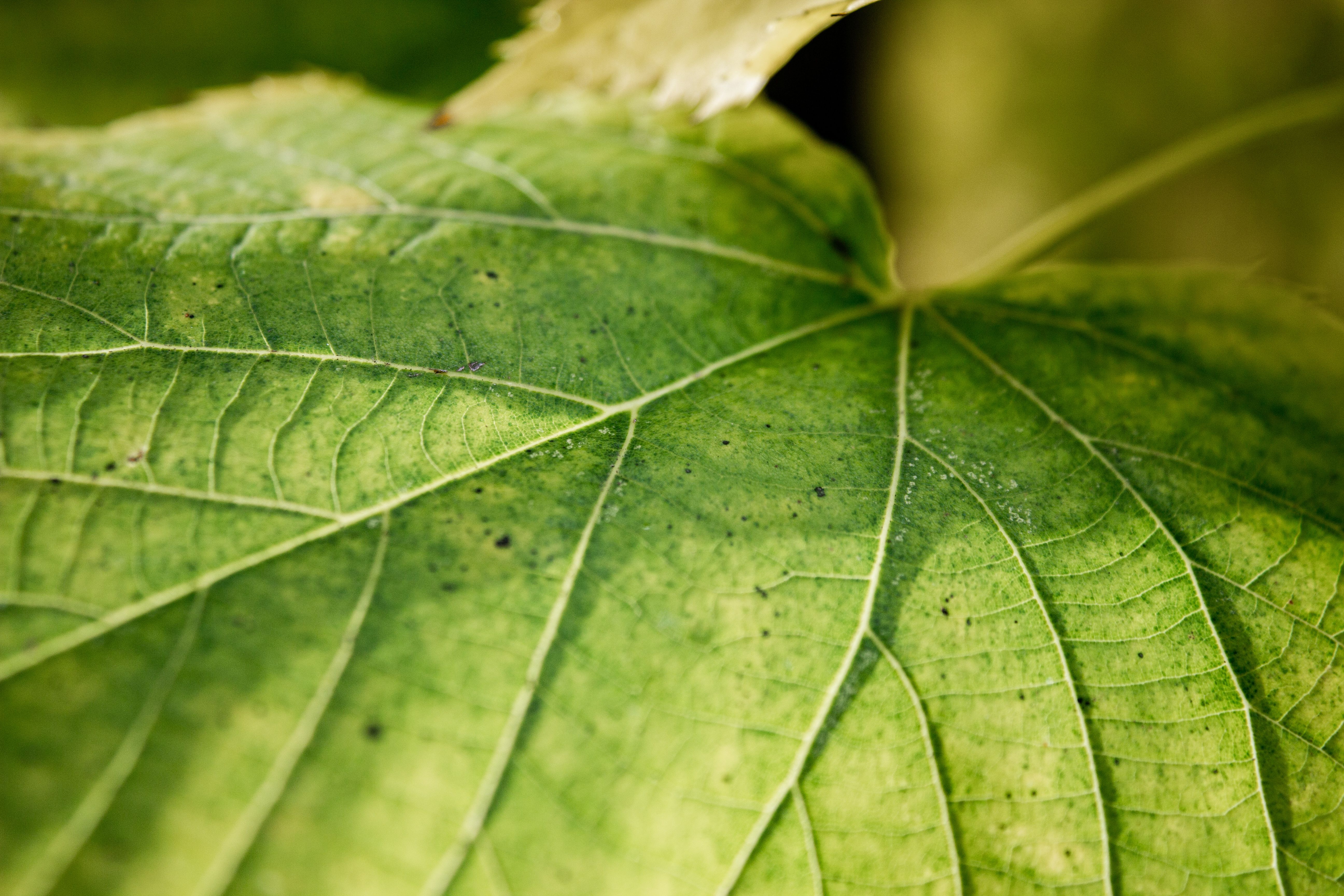 Receitas Caseiras Poderosas para Proteger Suas Plantas: Herbicidas, Inseticidas, Fungicidas e Mais!”